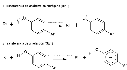 Figura 1. Mecanismo de actividad antioxidante