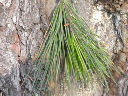 Pinus oocarpa
