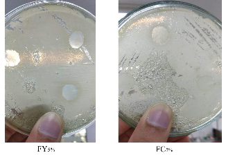 Inhibition halo analysis of Yam starch (left) and Cassava (right) based films with 5% oregano essential oil.